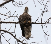 2015 03 015 Eagles018